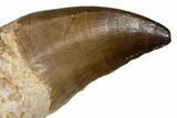 Fossil Mosasaur (Thalassotitan) Jaw Section with Tooth - Morocco #345196-1